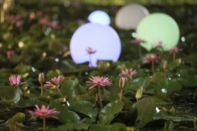 神岡新和宮廣植蓮花荷花打造蓮荷步道及社區 臺中市 自由時報電子報