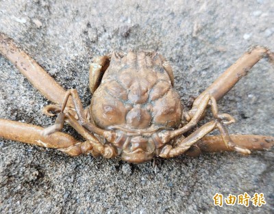 這隻小螃蟹長得像關公 遊客驚呼神似度百分百