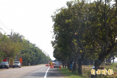 保留路樹增1.2億經費 嘉縣打造74公尺寬林蔭大道