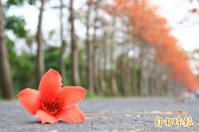 高市府移除0棵木棉愛樹人 曾經高雄市花 卻是如今下場 生活 自由時報電子報