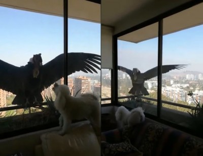 封城奇景！巨大「神鳥」降落高樓 狠盯屋內小狗