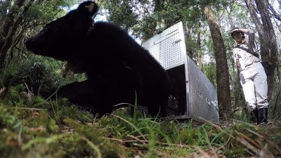 10個月野訓成功 廣原小熊姆拉斯野放回家了！