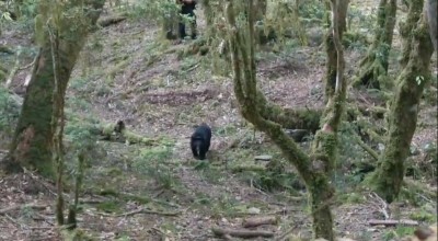 廣原小熊野放9天 住「馬賽克」森林生活曝光