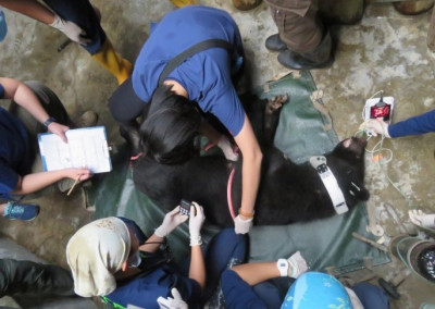 錦屏母熊傷勢痊癒 野放回林囉！