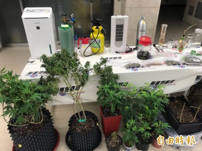 詐騙接線生上網學種大麻改良產量增4倍自產自銷前被逮 社會 自由時報電子報