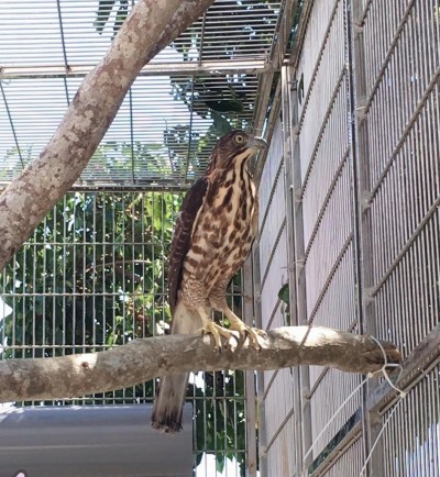 鷹熊同籠！廣原小熊野放後的籠舍輪鳳頭蒼鷹暫住後野放