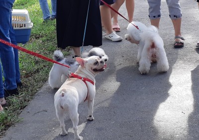 人類別再幻想了 研究顯示 狗其實聽不懂人話 國際 自由時報電子報