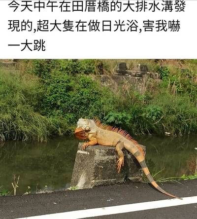 不是工讀生裝的！超大尾綠鬣蜥日光浴 嚇壞屏東人