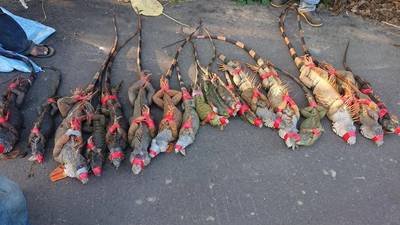 八掌溪沿岸都淪陷！嘉義「獵龍部隊」1個月抓200多隻綠鬣蜥