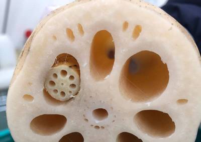 慎入！蓮藕洞中藏小蓮藕 蔬果行員工驚呼：頭一次看到