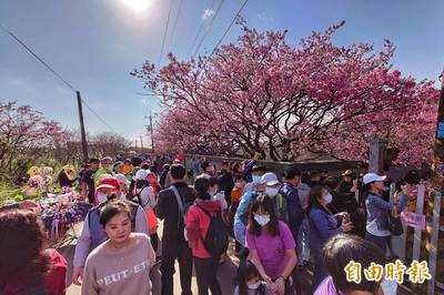 平菁街「最美櫻花巷」大爆發  吸引大批民眾上山賞花（圖輯）