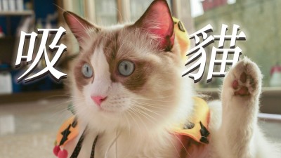 自由開麥拉》病患都笑了！直擊超萌「貓醫生」出診實況