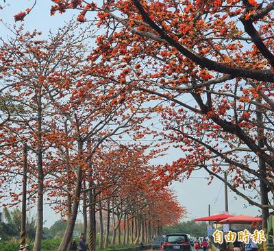 南國花都 賞花趣大台南賞花地圖按圖索驥 生活 自由時報電子報