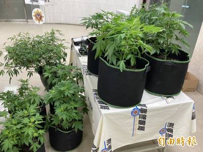 網路自學透天厝住家變 大麻開心農場 社會 自由時報電子報