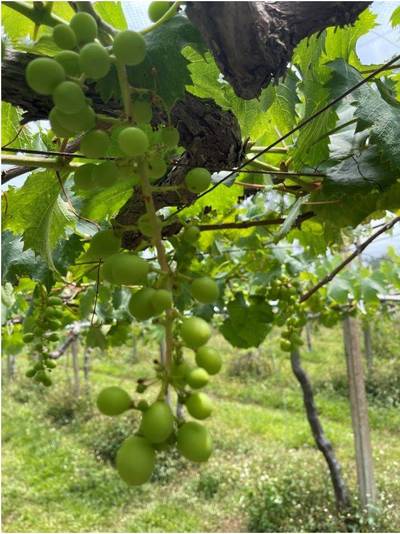 提葡萄禮盒被路人罵 想害人確診 網友傻爆眼 生活 自由時報電子報