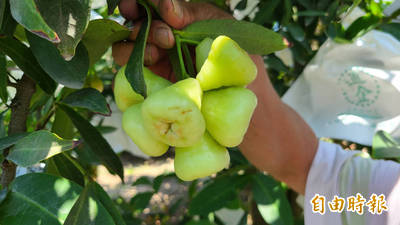 台南新市白蓮霧 泡湯了 今年首批收成遇雨裂果多 生活 自由時報電子報