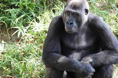 美動物園為靈長類接種疫苗 獎勵蜂蜜 美動物園為靈長類接種疫苗 獎勵蜂蜜