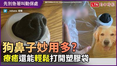 這是什麼妖怪嗎 北京犬舌頭好長好長讓人好奇到底平時收哪裡 生活 自由時報電子報