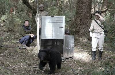 黑熊Mulas重返山林 野放紀錄首映感動廣原村民