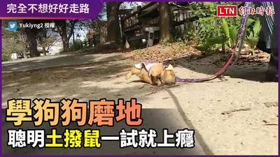 這是什麼妖怪嗎 北京犬舌頭好長好長讓人好奇到底平時收哪裡 生活 自由時報電子報