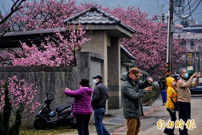 台北市平等里櫻花巷 寒櫻綻放