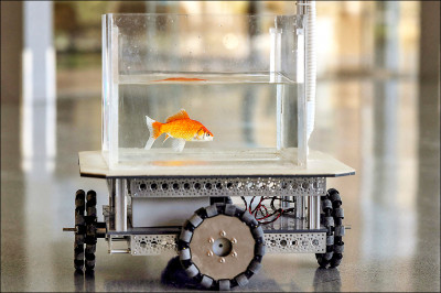 中英對照讀新聞》Goldfish taught to ‘drive’ a vehicle教導金魚「駕駛」車輛