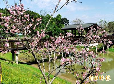 春暖花開 台南水道博物館掀起賞櫻熱