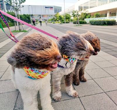 汪星人尿尿也能作畫 網笑 很有 味道 的創作 蒐奇 自由時報電子報
