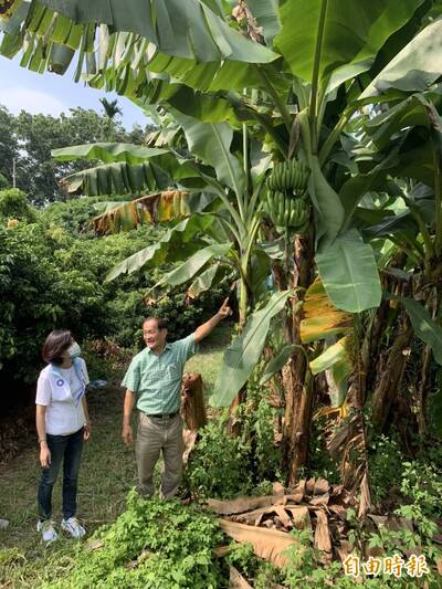 香蕉價崩！王育敏籲中央盡快協助 建立穩定外銷管道