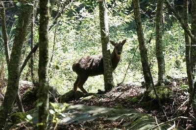 獵殺保育「長鬃山羊」送選民吃 台中原鄉候選人10萬交保