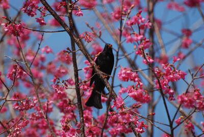 東勢林場櫻花季 農曆春節走春正當時