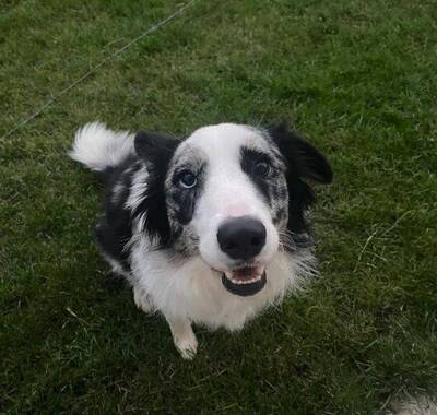 AI也會幫狗看病？他用 ChatGPT成功救愛犬