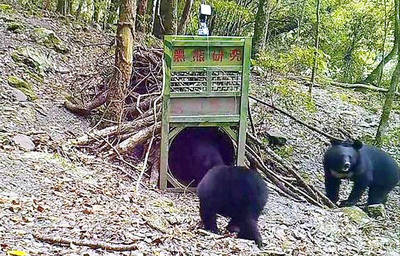 《TAIPEI TIMES》Yushan park provides tips on bear encounters
