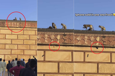 iPhone突遭印度猴子劫持！ 遊客最後靠「以物易物」成功換回
