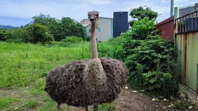 都市傳說？Google地圖赫見新北有「鴕鳥保護區」