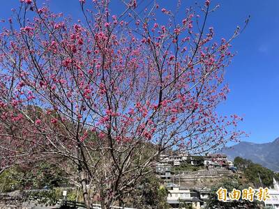 春節衝霧台賞櫻注意 大年初三到初五交通疏導