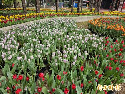 賞鬱金香花海 石岡情人木橋、后里中社觀光花市揪你來