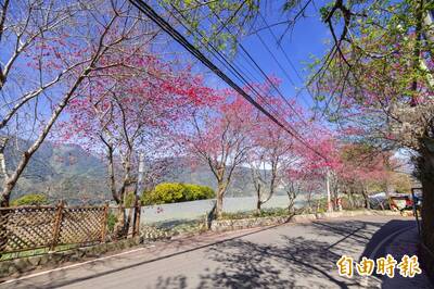 南投春節展「櫻」姿！九族、暨大粉紅綻放 信義櫻花大道搶鏡