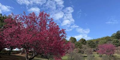 年假賞櫻好去處 苗縣協雲宮、蓮臺山花期可至2月底
