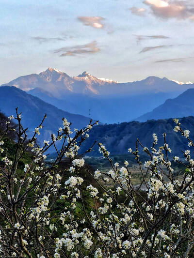 不用登高、塞車  南投縣賞花、看雪秘境在這裡！