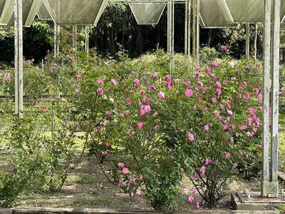 台南山上花園水道博物館玫瑰綻放  粉橘百日草喜迎春
