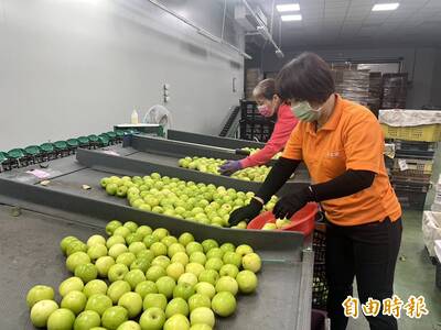 高雄水果外銷美加紐澳市場 拚成長2成產值破億元