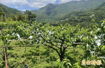 強震影響上山意願 拉拉山「媽媽桃」網路預購開跑