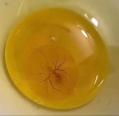 他驚見蛋黃內有「小心臟跳動」！網曝1招：可孵成小雞