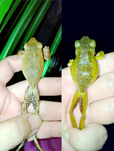 《TAIPEI TIMES》Whipping frogs displacing local frogs