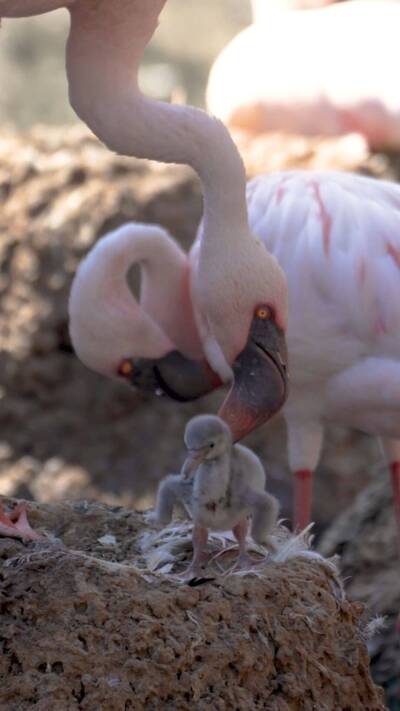 紅鶴「夫夫」攜手創奇蹟！罕見孵出寶寶