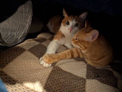 他掀開暖爐驚見「喵星人秀恩愛」 甜蜜畫面融化20萬網友