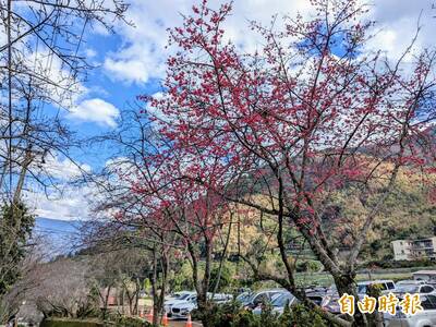 翠綠茶園添櫻紅！南投草坪頭櫻花季1/25開跑 估春節盛開