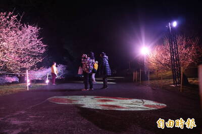 淡水天元宮夜櫻點燈！花已開3成 櫻之光屋、沉浸光影區超浪漫