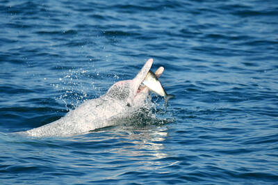 《TAIPEI TIMES》 Fourteen sightings of white dolphins last year: OCA